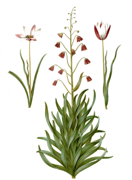 Lady's tulip