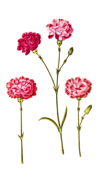 Dianthus caryophyllus