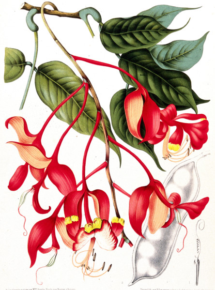 Orchid tree