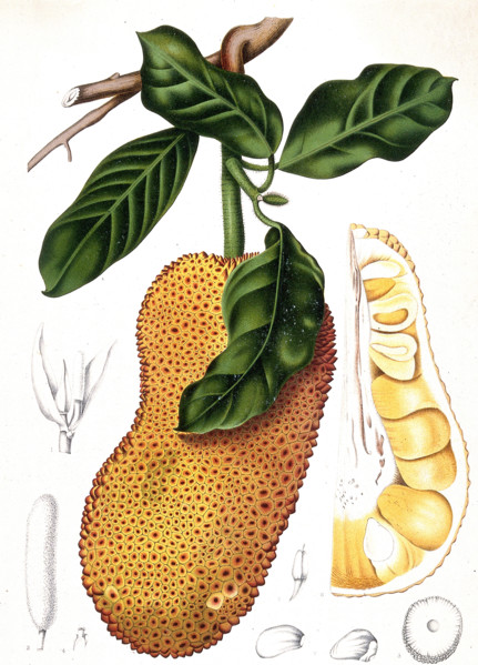 Cempedak tree
