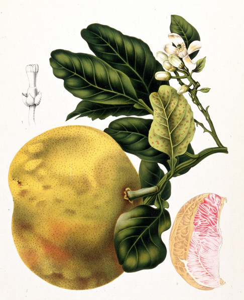 Pomelo