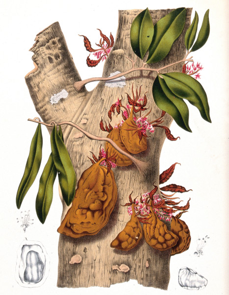 Cynometra cauliflora