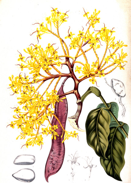 Saraca declinata