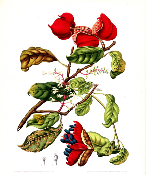 Sterculia monosperma nobilis