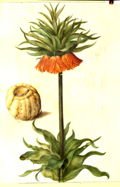 Crown Imperial