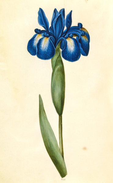 English iris