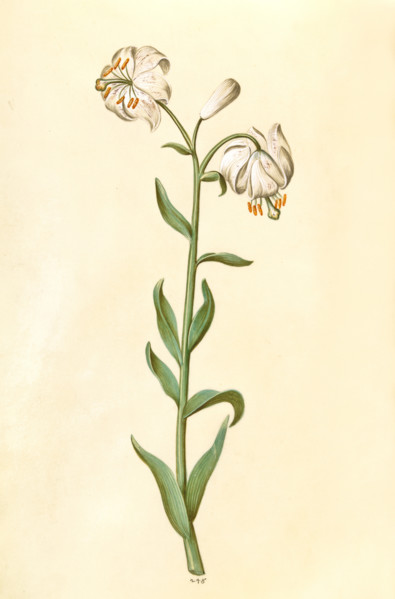 Turk's cap lily