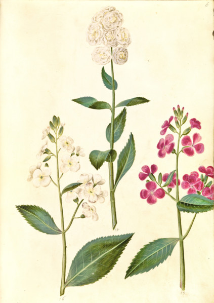 Common evening star