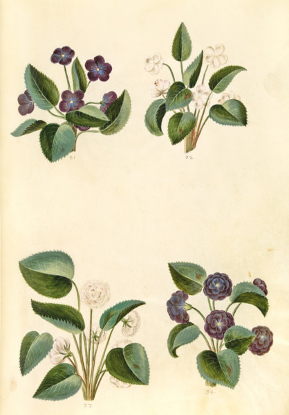 Sweet violet