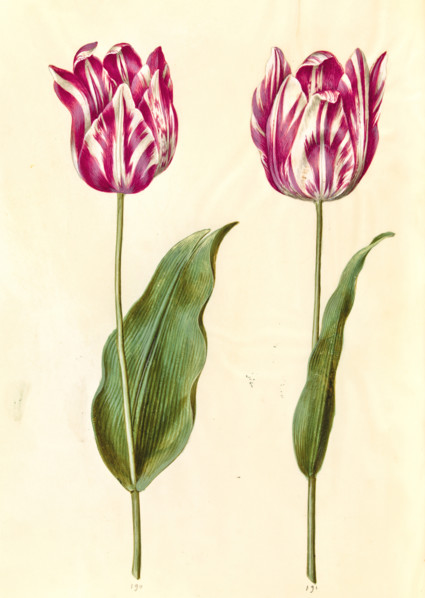 Garden tulip