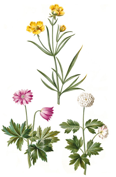 Illyrian buttercup