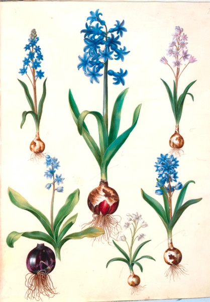 Two-leaved scilla