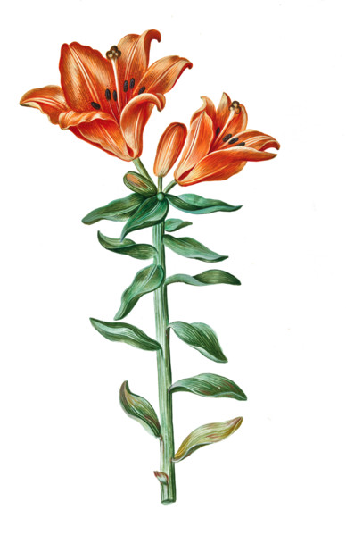 Fire Lily