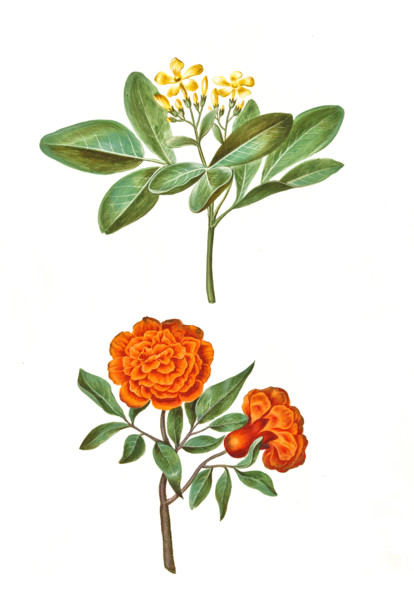 Fragrant jasmine