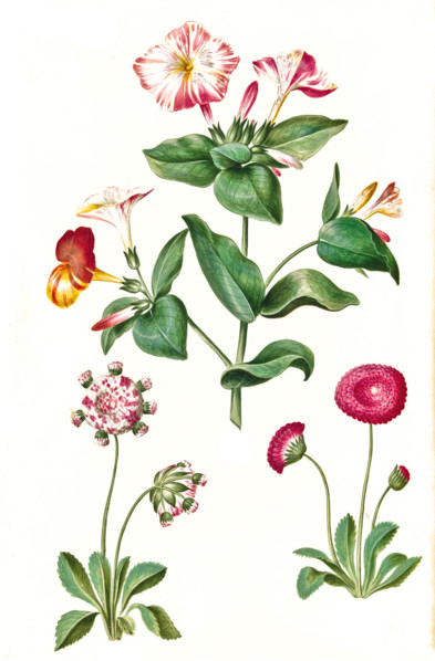 Wunderblume