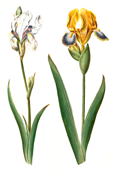 Iris pallida