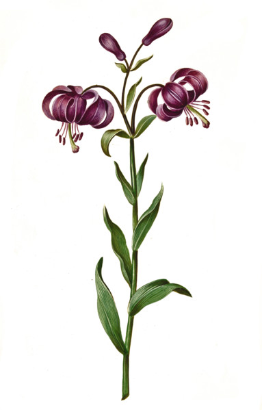 Turk's cap lily