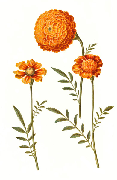 Upright marigold