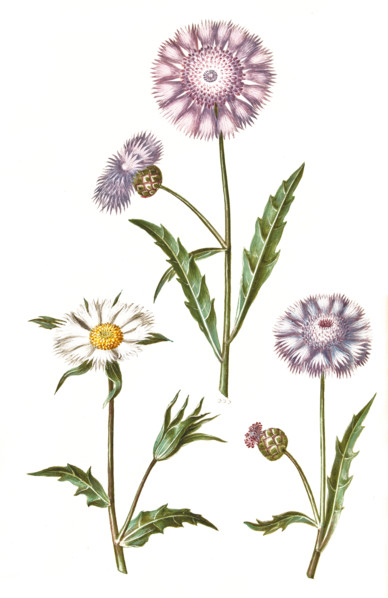 Fragrant Musk Flower