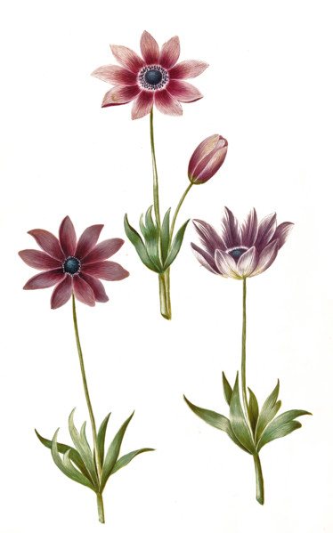 Peacock Anemone