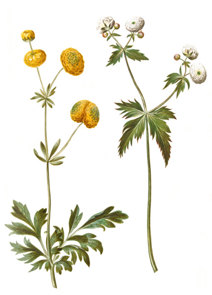 Sharp buttercup
