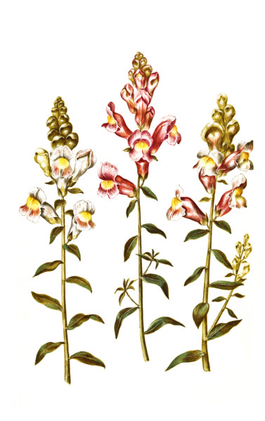 Large Snapdragon