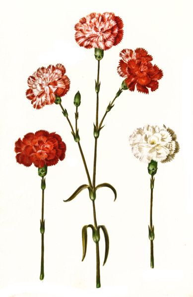 Garden carnation