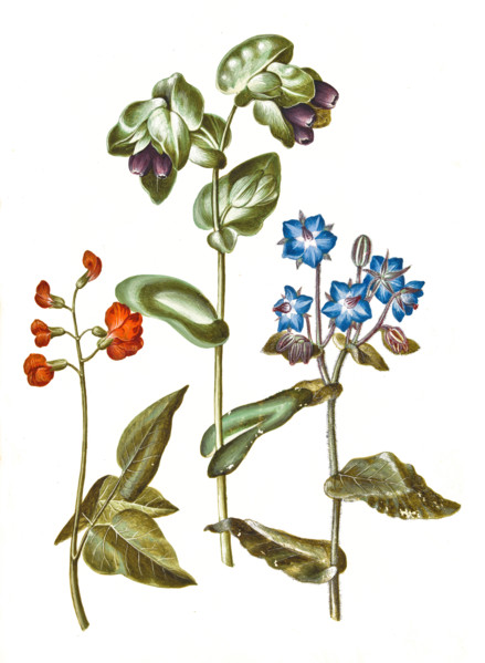 Phaseolus coccineus