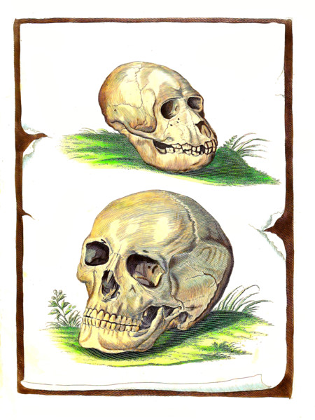 Comparison of a skull bone of ape and human