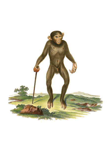 Bornean orangutan