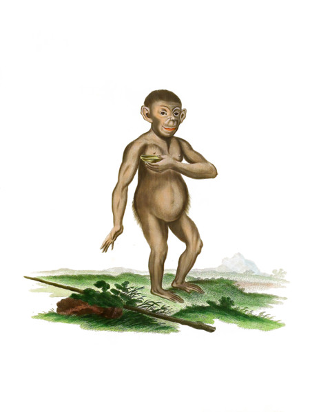 Chimpanzee