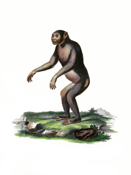 Chimpanzee
