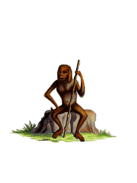 Orangutan