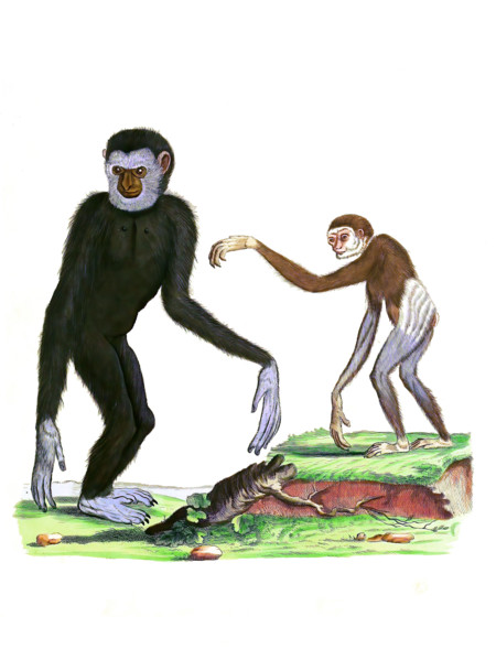 White-handed gibbon or Lar