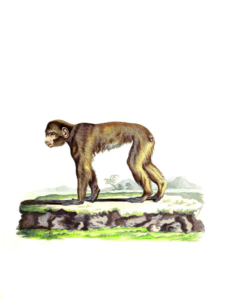 Barbary macaque