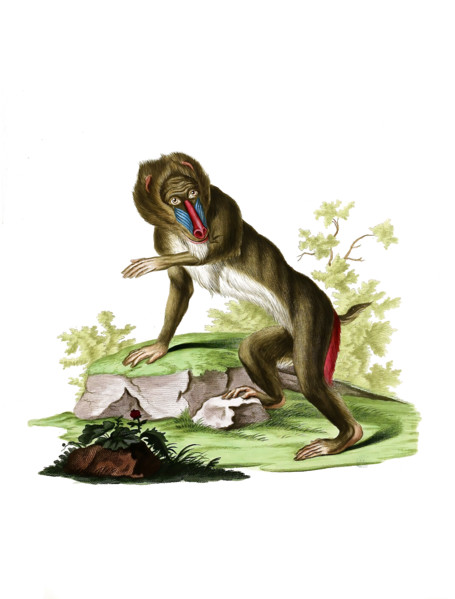 Mandrill