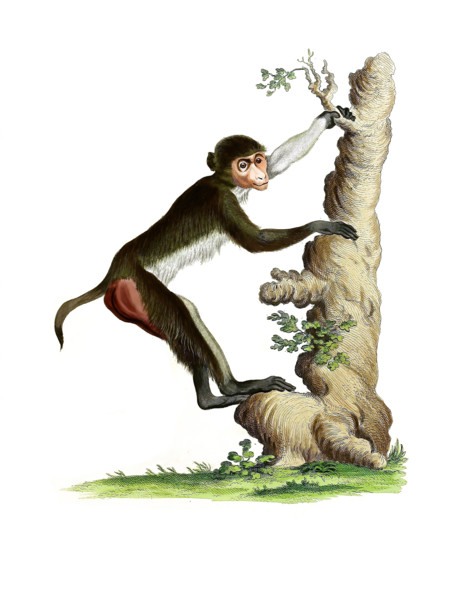 Rhesus monkey