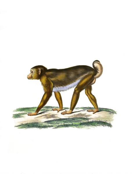 Northern pig-tailed macaque