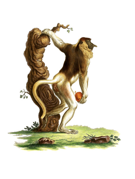 Long-nosed monkey