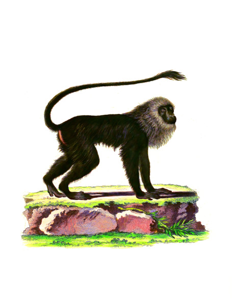 Simia leonina
