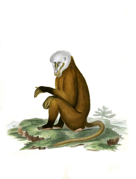 Monkey