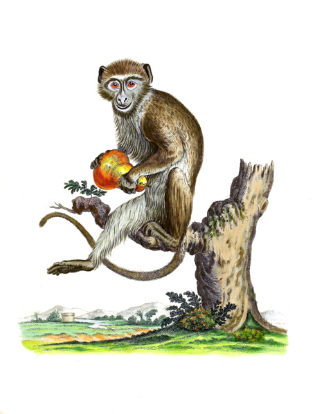 Diana monkey