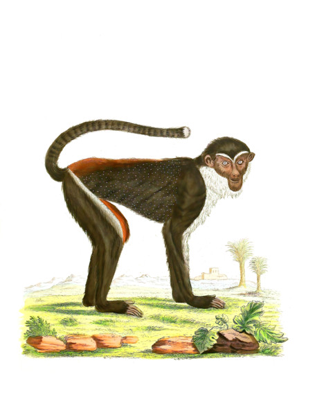 Simia diana