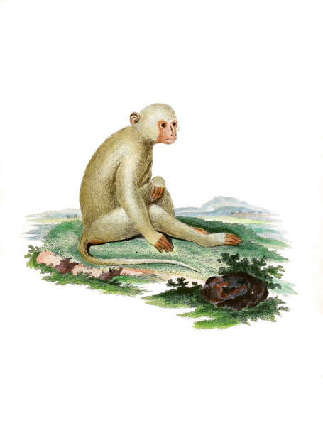 Sooty mangabey