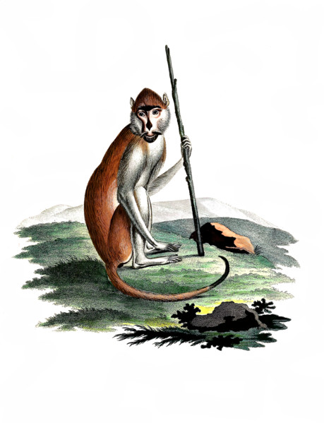 Monkey