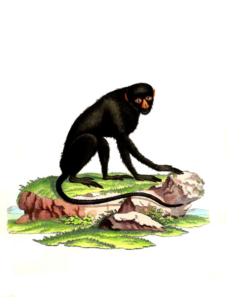 Simia nictitans