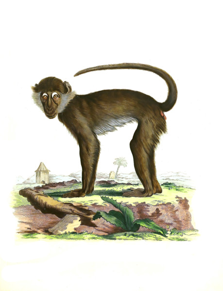 Ethiopian green monkey