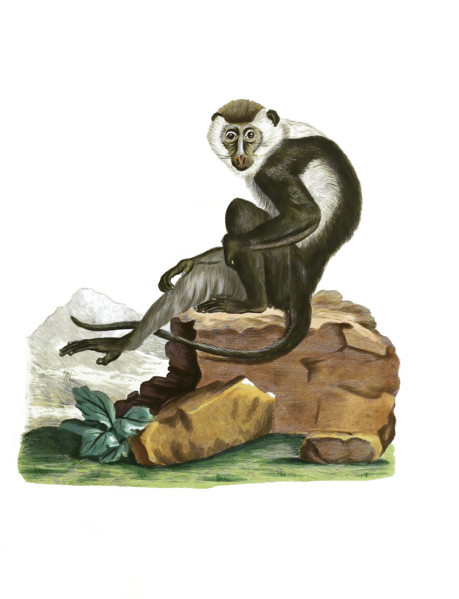 Ethiopian green monkey