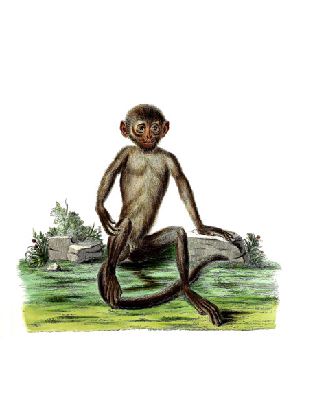 Simia maura