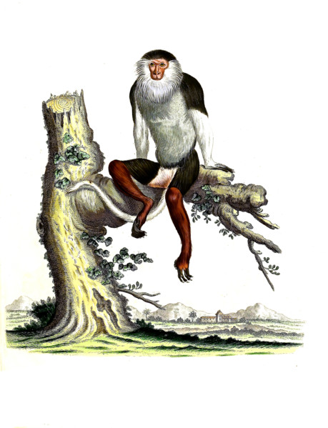 Macaque